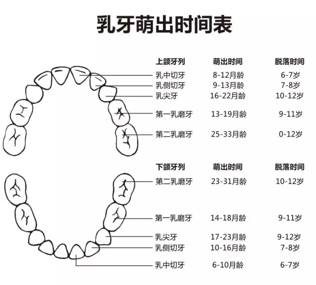 尚佳專(zhuān)業(yè)月嫂丨何時(shí)長(cháng)牙才算正常？